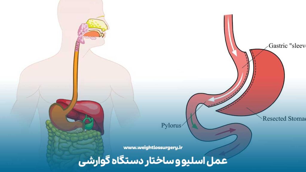 عمل اسلیو و ساختار دستگاه گوارشی